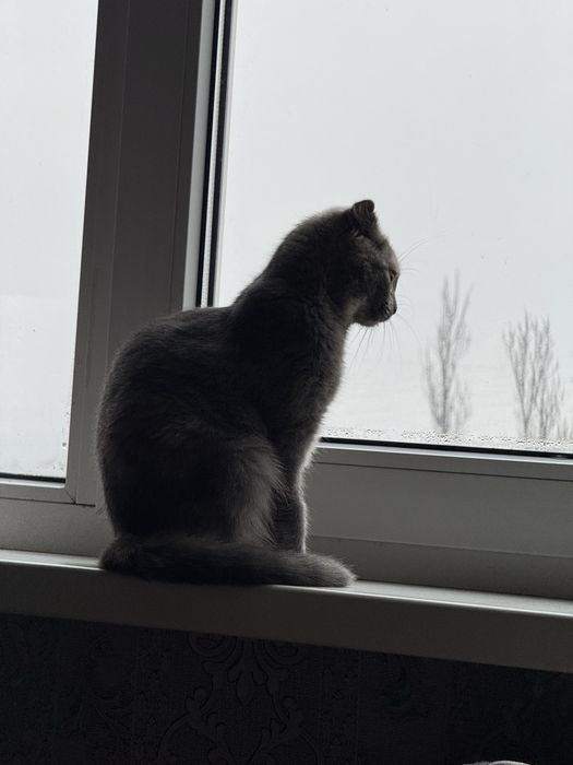 Вислоухая шотландская ласковая девочка котёнок в любящую семью