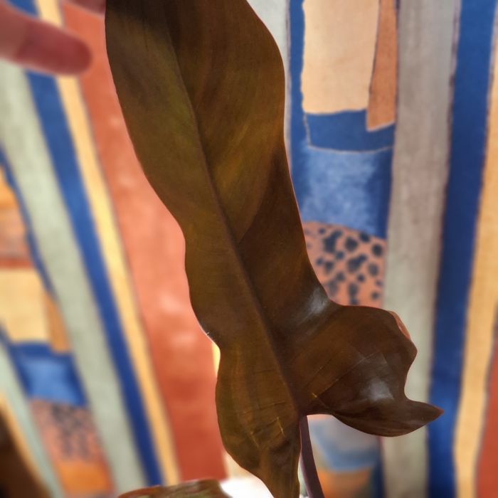 Sprzedam Philodendron Florida Bronze