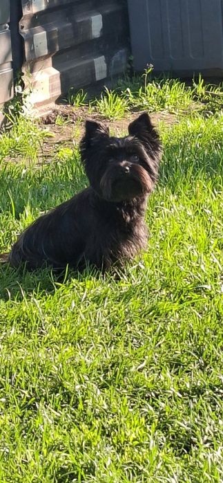 Piesek rasy Yorkshire Terrier