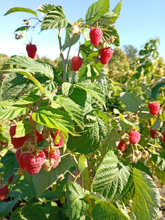 Продам саджанці ремонтантної малини різних сортів