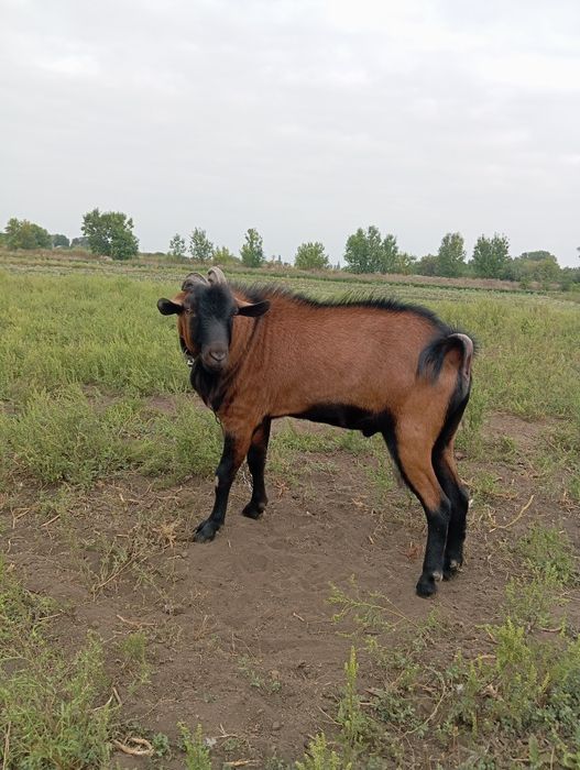 Продам  сток процентного Альпійський цап.