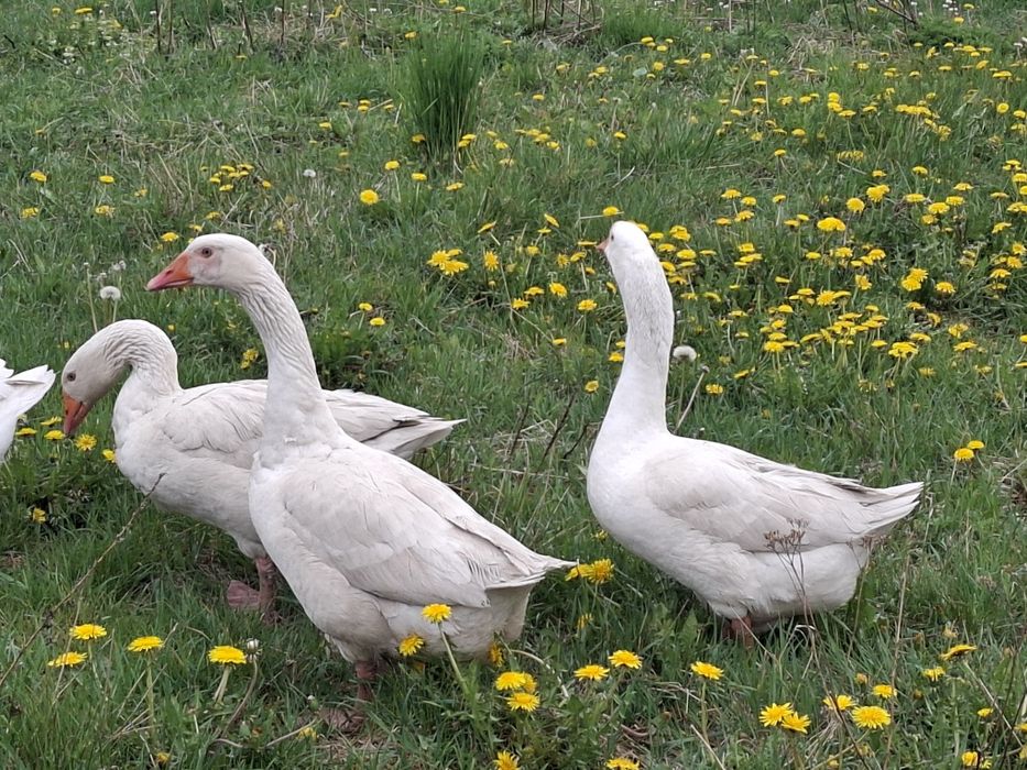 3 gąski na sprzedam
