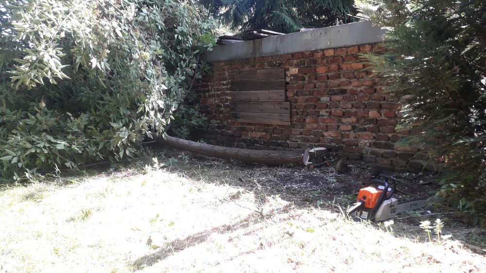 Wycinka i pielęgnacja drzew