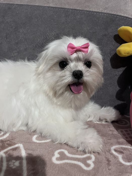 Maltańczyk - drobna suczka do kochajacego domu