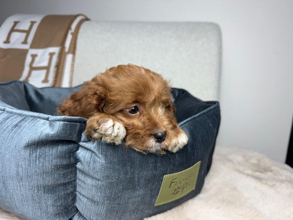 cavapoo piesek gotowy do odbioru