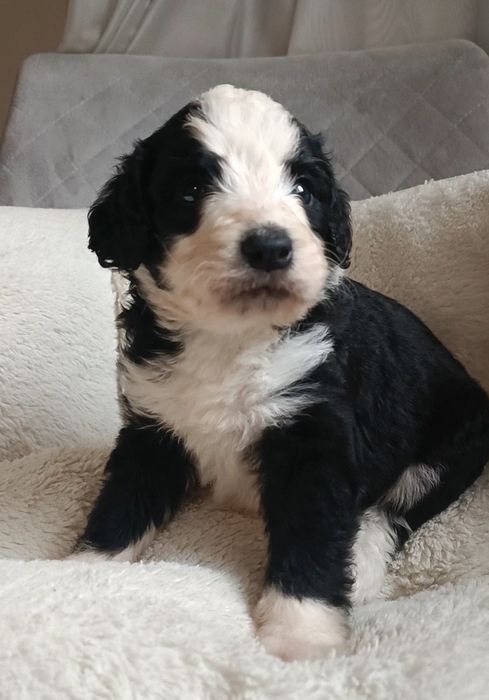 Bernedoodle хлопчик. Київ
