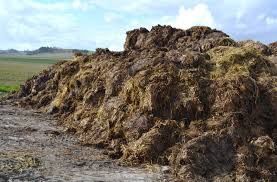 Obornik bydlęcy duże ilości