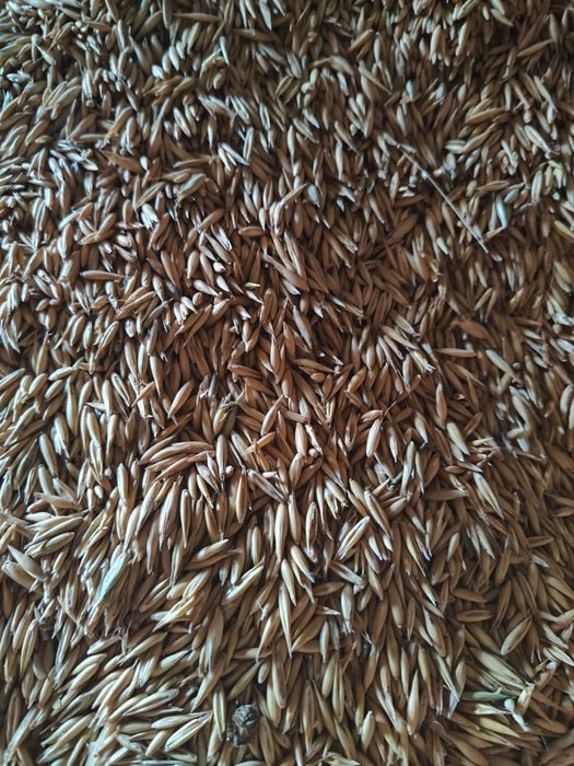 Zboże pszenica jęczmień pszenżyto owies ozimy Snowbird