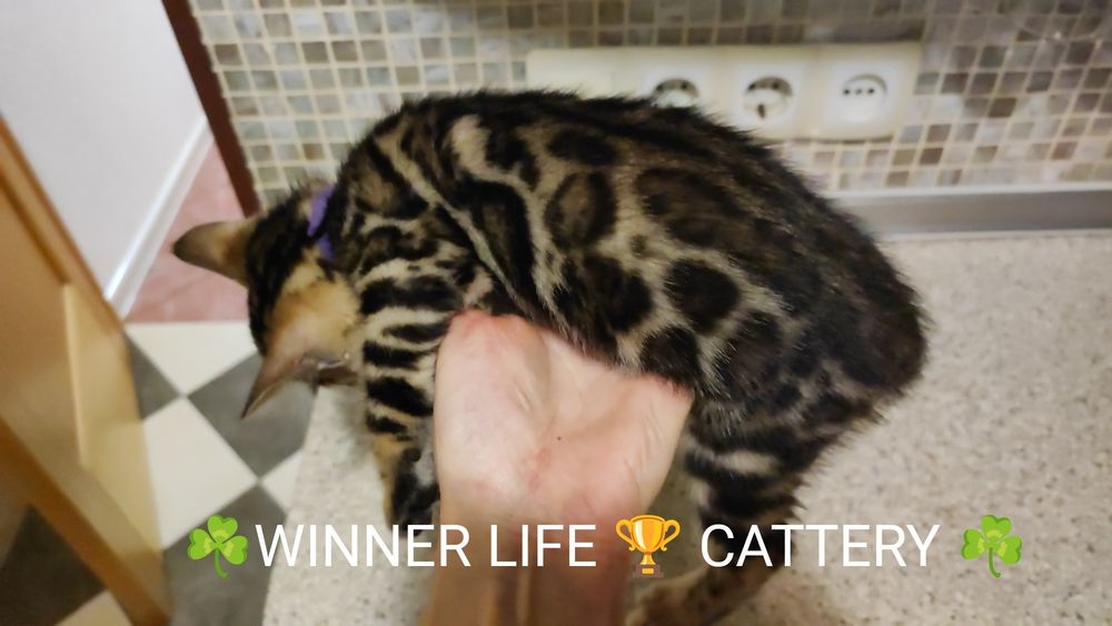 Бенгал. Хлопчик. Клубний. Розетка на золоті!