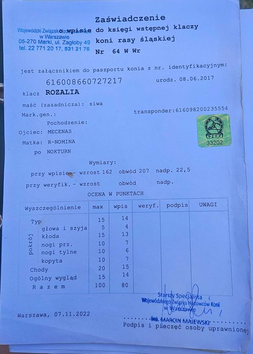 Sprzedam klacz śląska z licencja