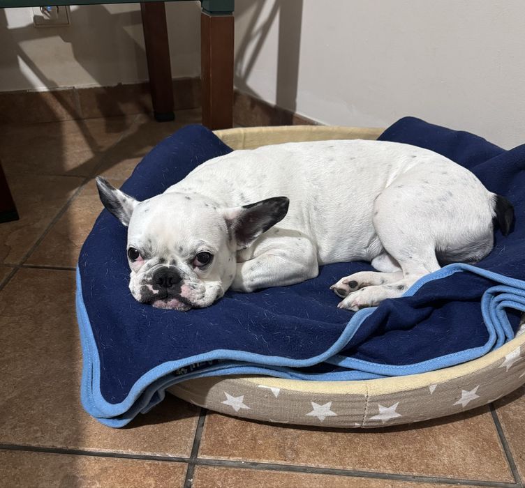 Linda menina  bulgog frances com 06 meses vacinada e desparasitada