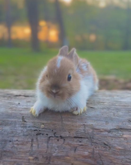 Mini dwarf!!до 900 грам!