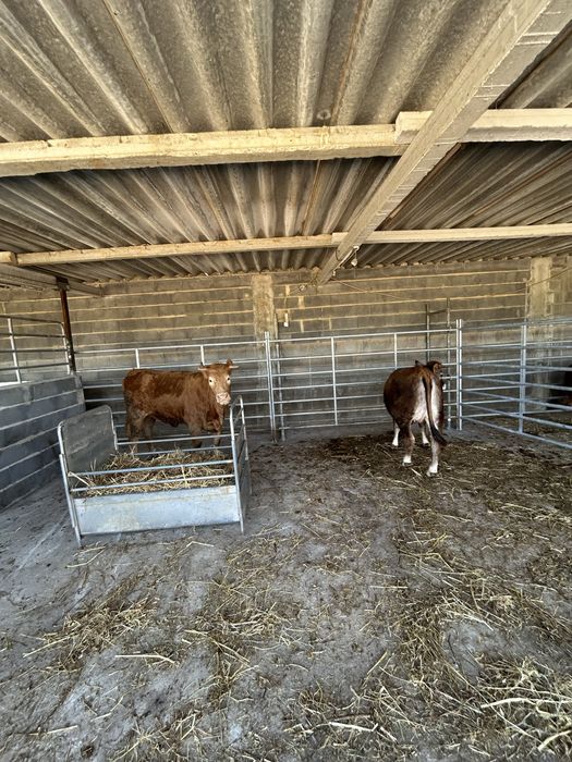 Vacas cruzadas 19 meses