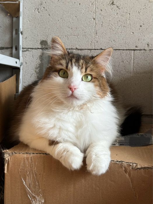 Котик в добрі руки