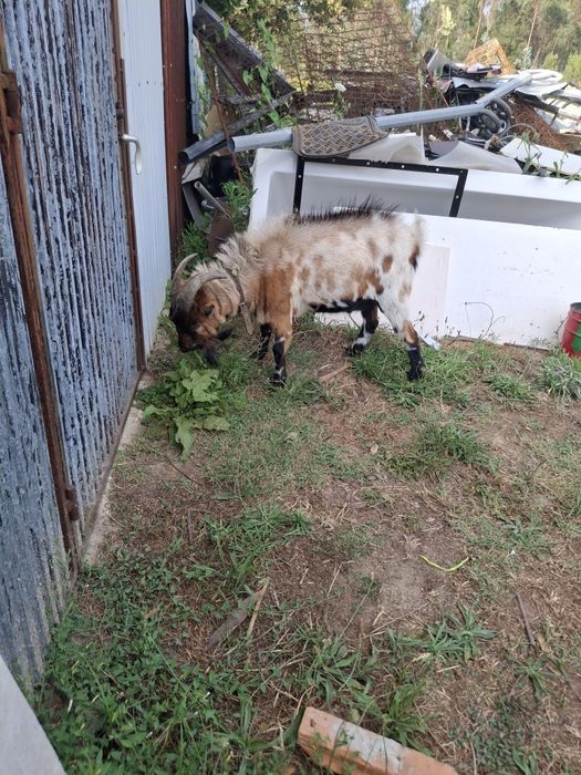 Cabra  Ana para venda