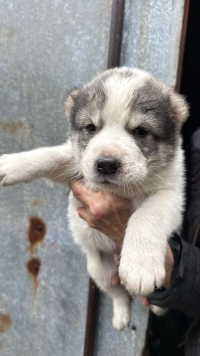 Цуценята алабаї 1 місяць