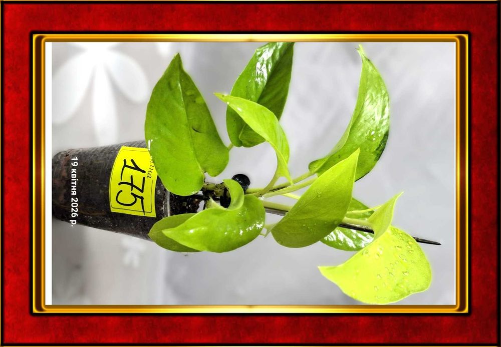 ‼️ Епіпремнум Неон та Філодендрон Lemon Lime‼️  Золото, що росте!