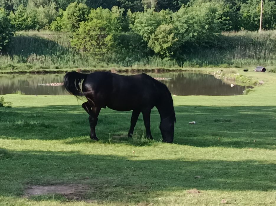 Konie wałach i klacz