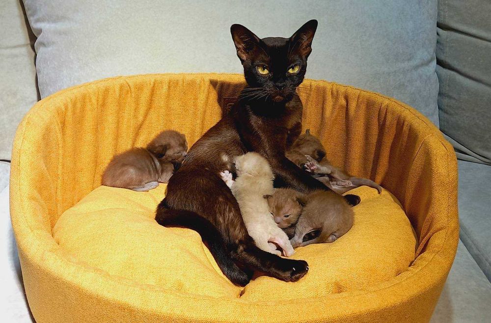 Бурма европейская, котята.