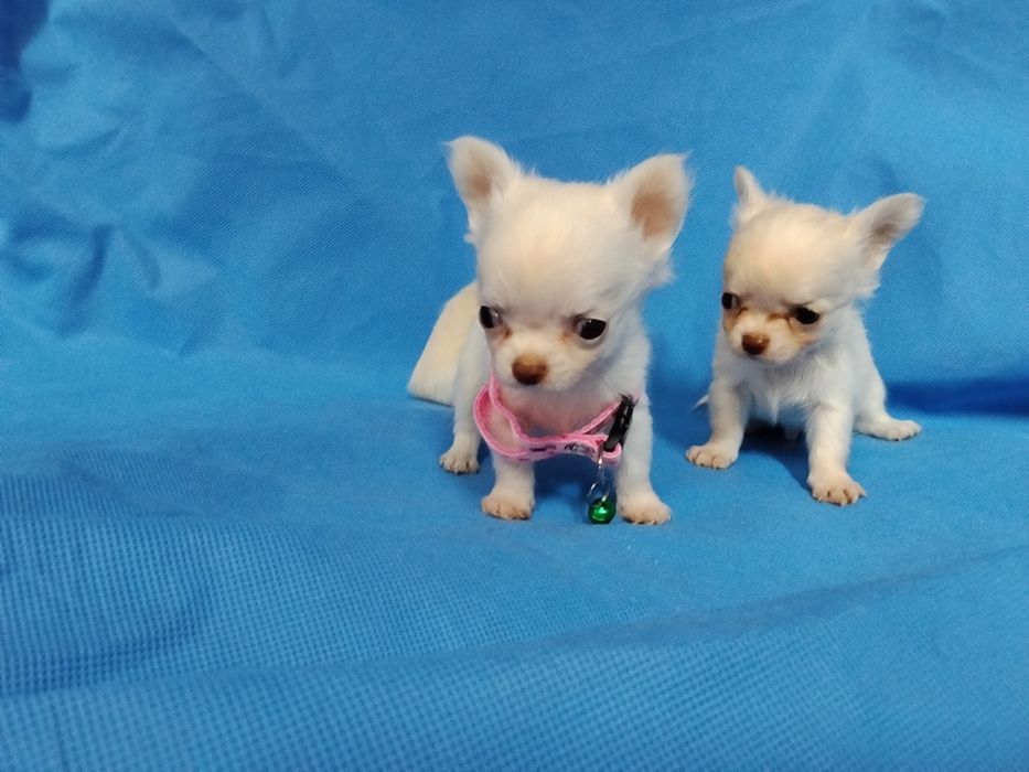 Śliczna  bardzo malunia.  chihuahua. Piesek