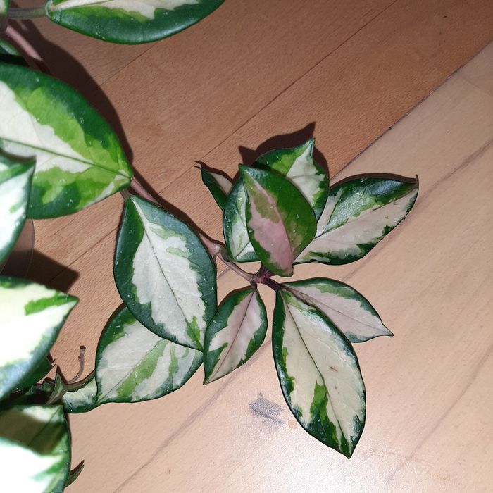 Hoya carnosa Tricolor