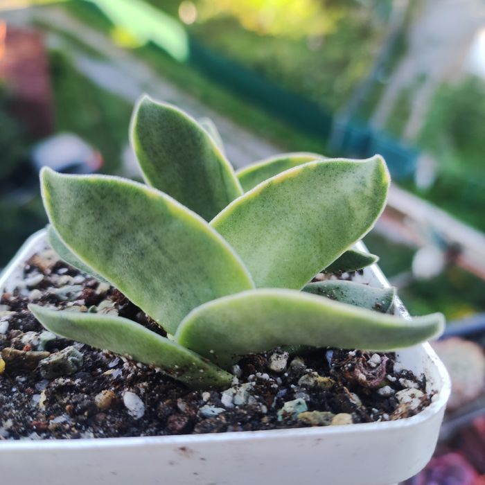 Продаж crassula різні