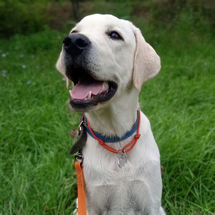 Дрессировка собак,Передержка собак ВЯЗКА собак.