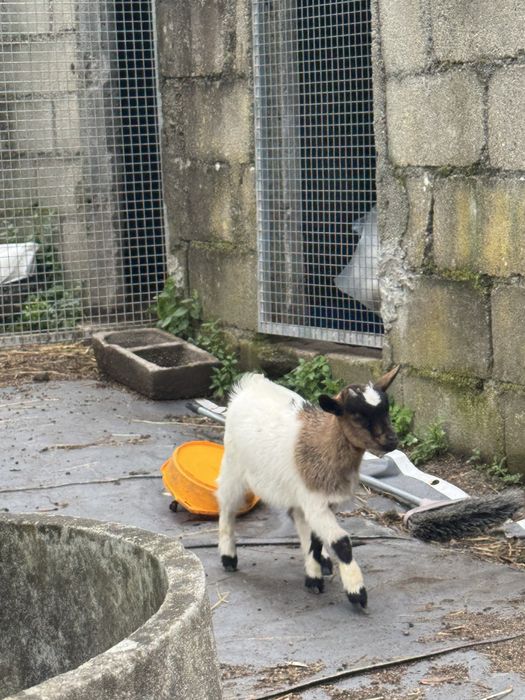 Cabra ana femea bebe