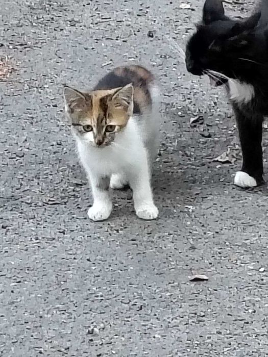 віддамо  гарних  котенят трьохмасних.