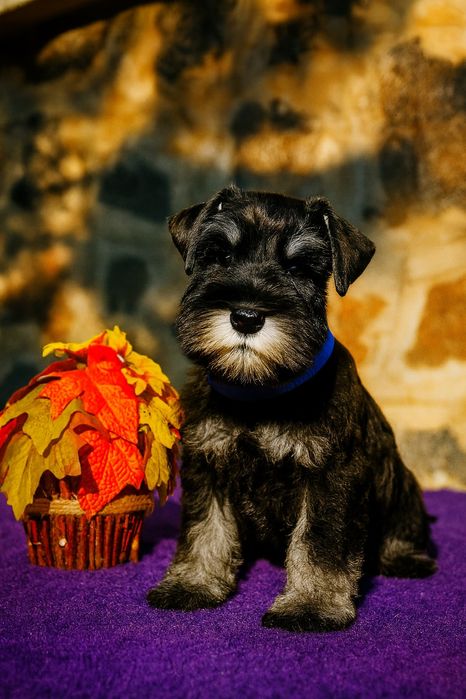 Цуценята цвергшнауцера