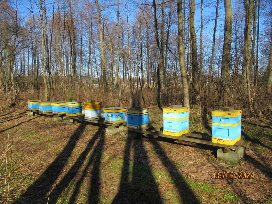 Odkłady pszczele na ramce wielkopolskiej