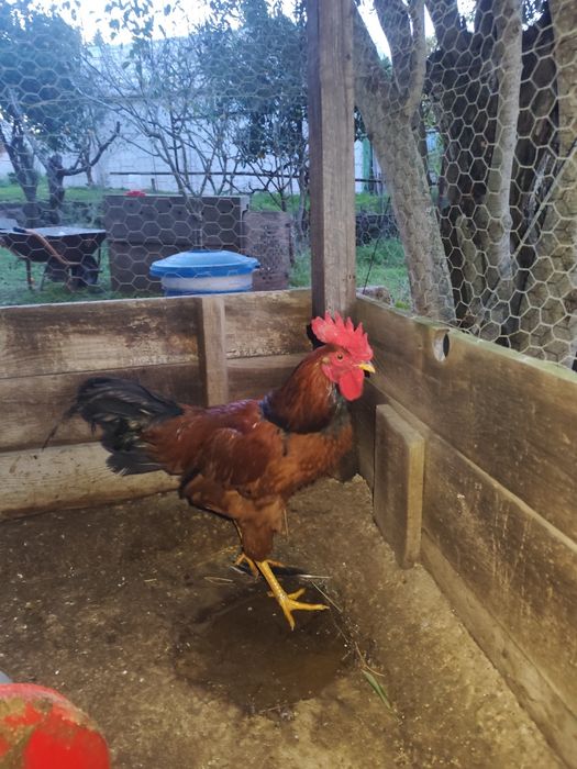 Galo jovem para mudar de capoeira
