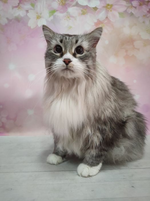 Strzyżenie czesanie kotów Fryzjer dla kota koci Katowice Chorzów Bytom