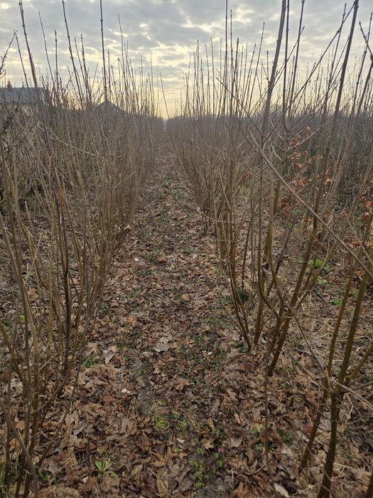 Klon  pospolity sadzonki