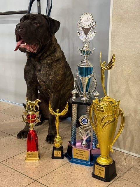 Cane Corso reproduktor