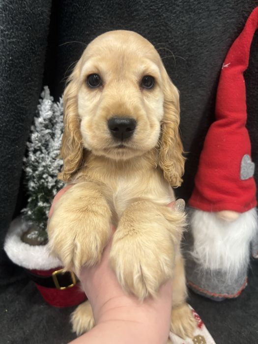 Cocker Spaniel Angielski Zosia