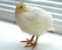 техасець інкубаційне яйце