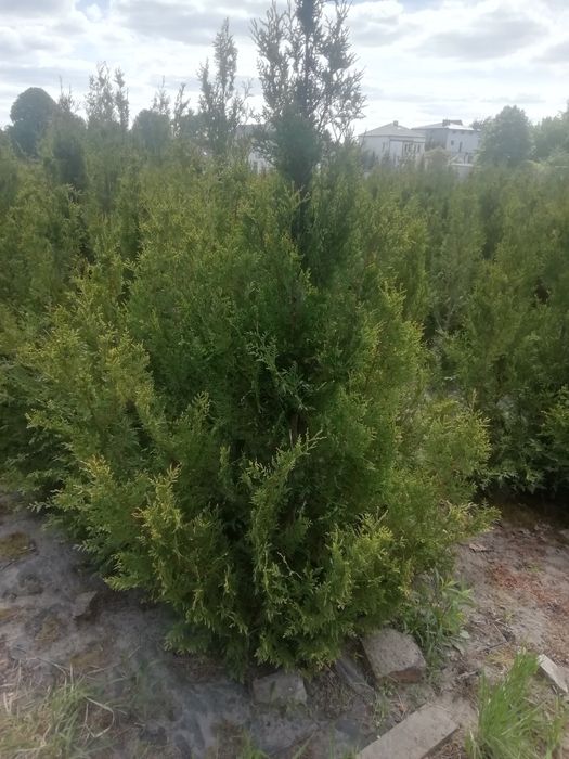Tuja brabant 150 cm w cenie 15 zł