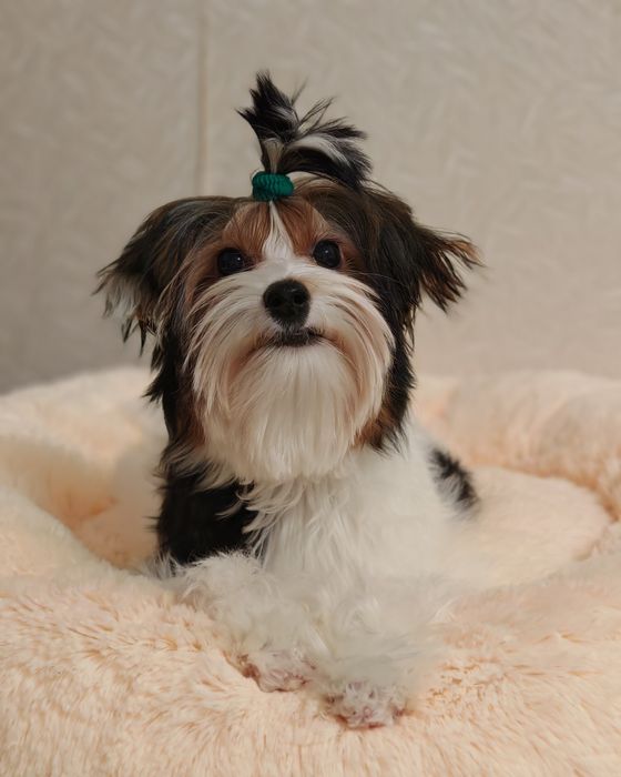 Хлопчик Бівер йорк Стів