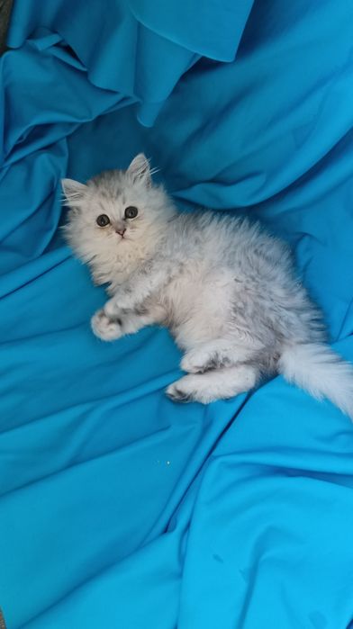 Шотландка скотиш страйт мальчик 1,5 месяцс