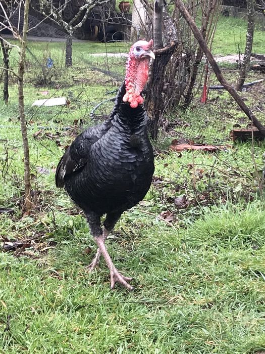 Perus de varias idades