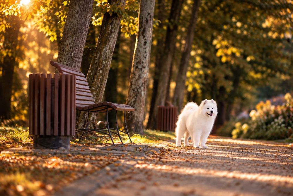 Samoyed z hodowli ZKwP
