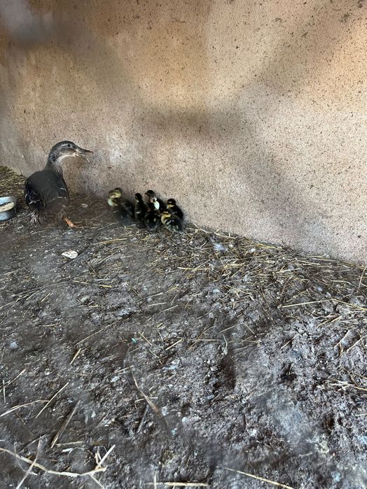 Patos real jovem