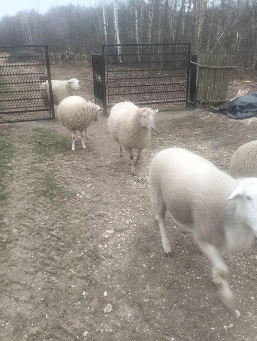 Sprzedam 4 owce miesne