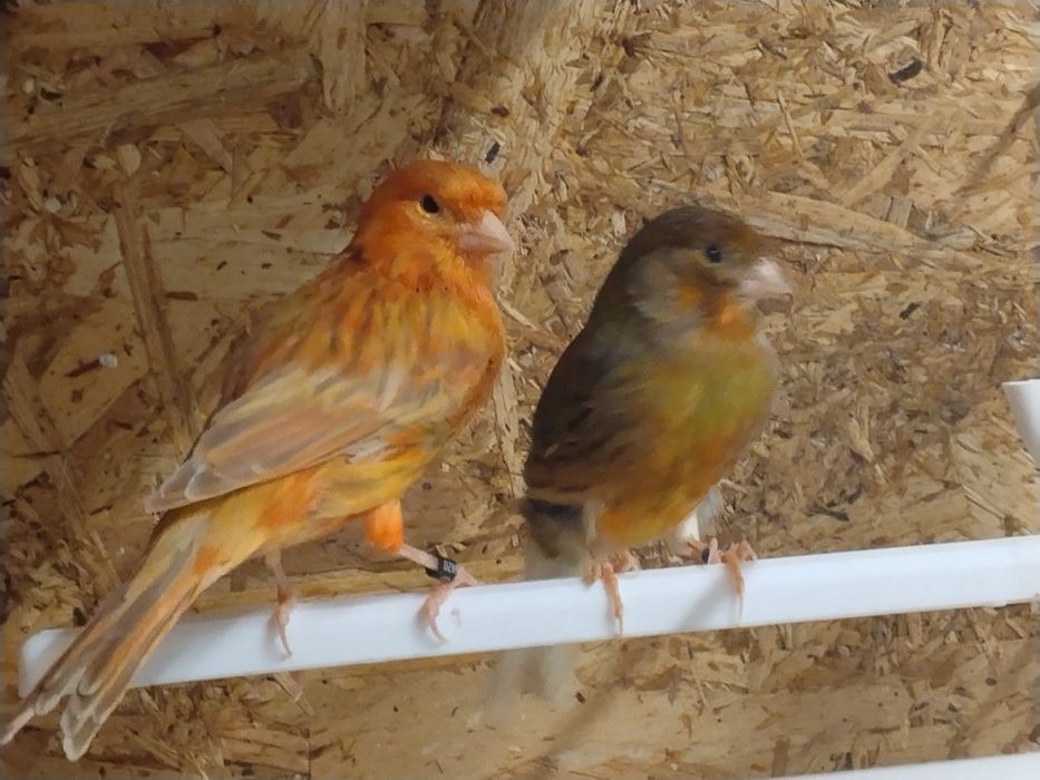 Casal canários 1