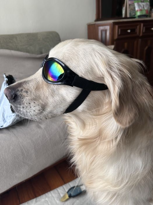 Oculos de sol para cao