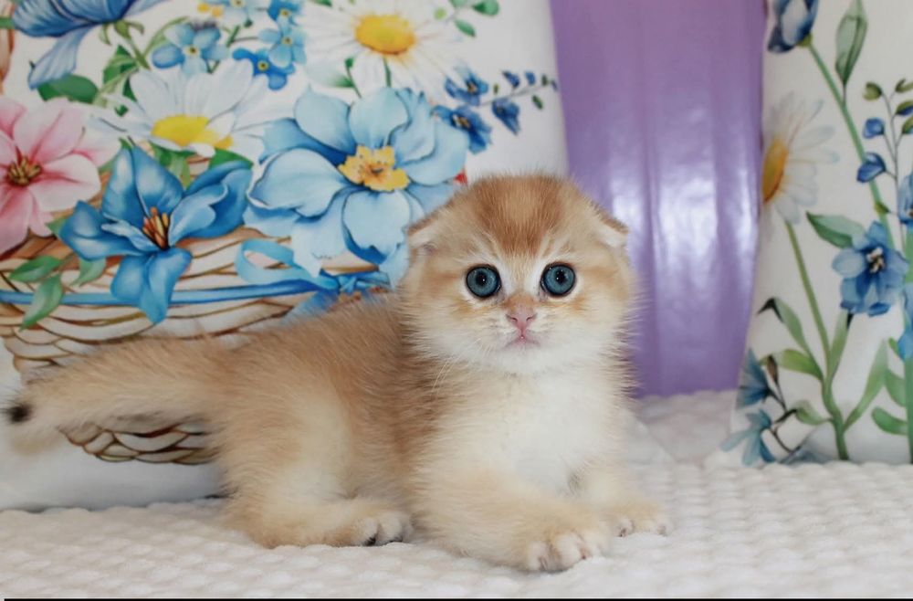 Мальчишка Scottish Fold