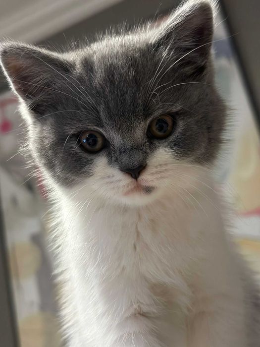 Gatinho Scottish