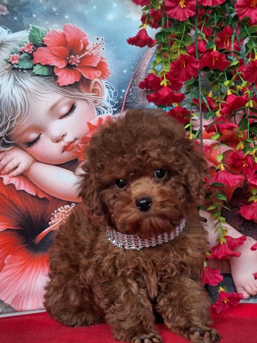 Pudel toy maleńki Red Brown z rodowodem i paszportem