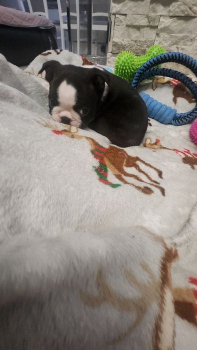 Boston Terrier FCI